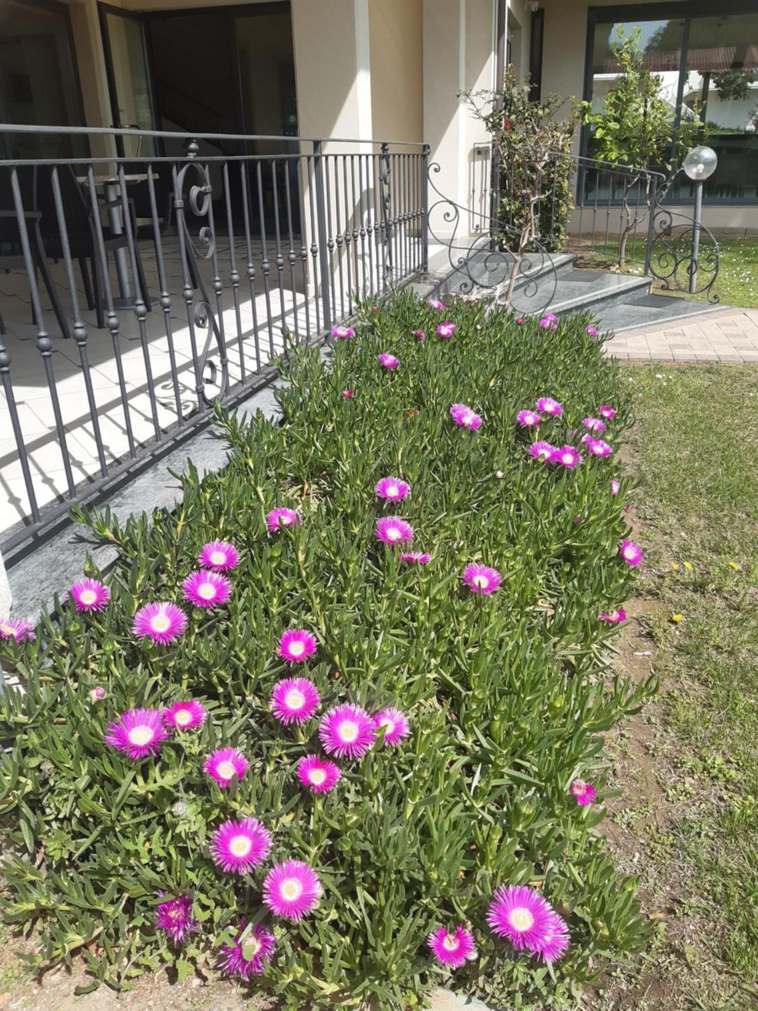 Hotel Flora Marina Di Bibbona Exterior photo